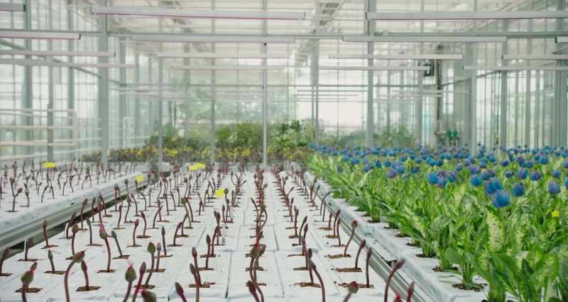 If these plants prove to be capable of survival