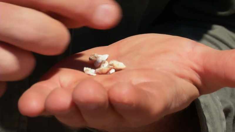 If they're going to make opal mining pay
