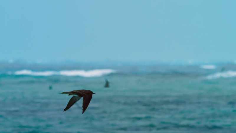 If they're to survive