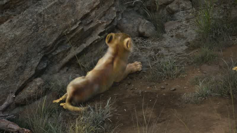 If you wish to kill somethingyou might want to stay downwindI know how to hunt Uncle ScarWell let's hope we're never attacked by a beetleGo back to your den Simba I don't babysitBabysit I'm gonna be