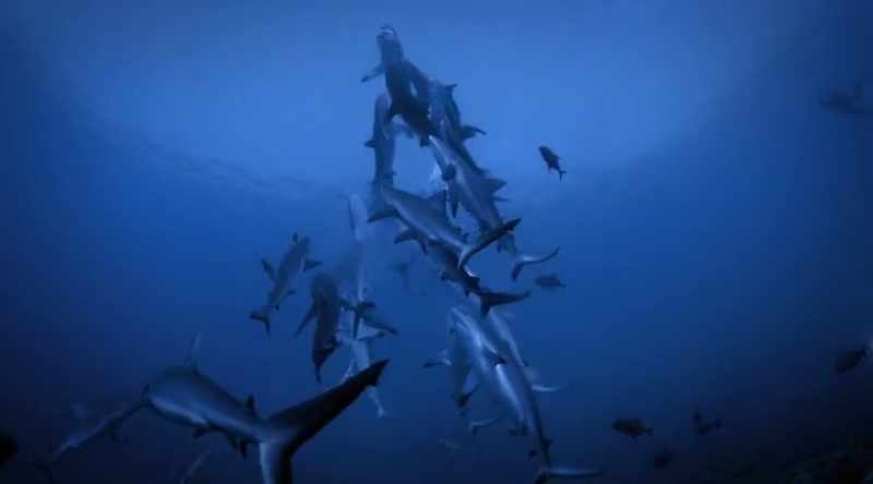 If you're facing down a shark