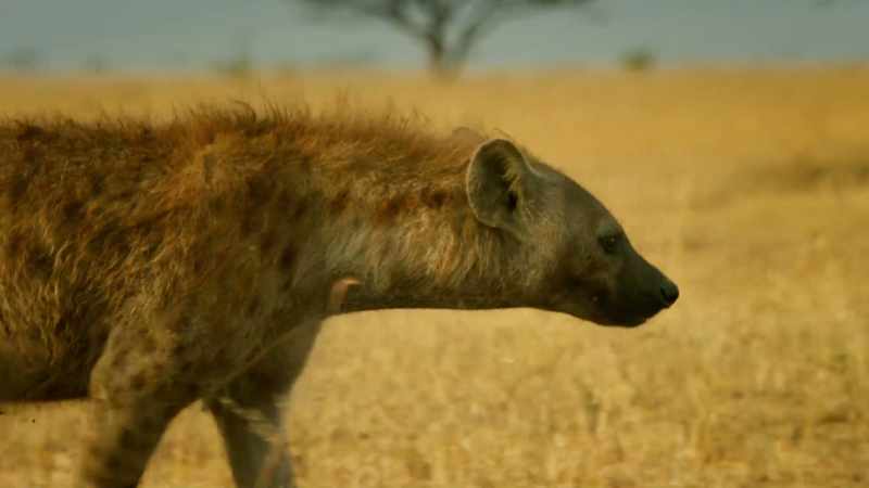 If Zalika shows weakness, her family will fail