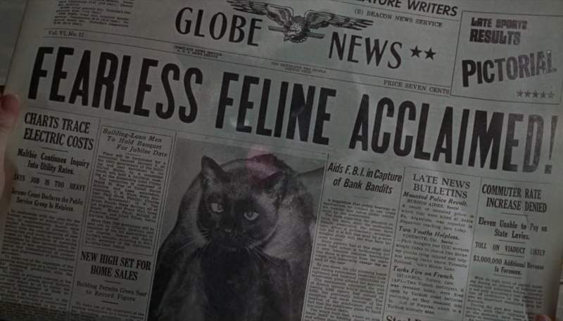 Iggy That darn cat