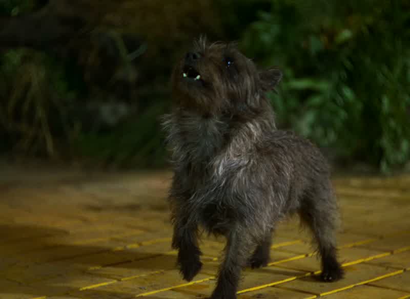Well I'll get you anyway peeweeShame on youWhat did you do that for I didn't bite himNo but you tried toIt's bad enough picking on a straw man but picking on poor little dogsWell you didn't have to go