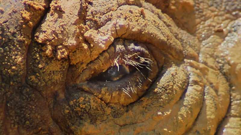 Illegal hunting and habitat loss