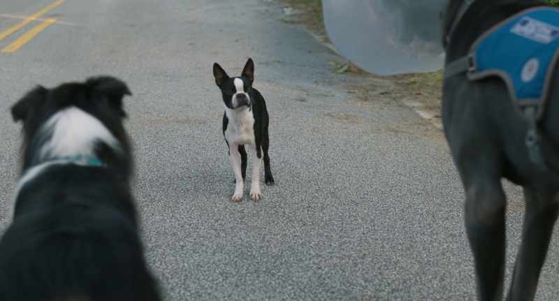 I'm a stray, and I should start acting like one
