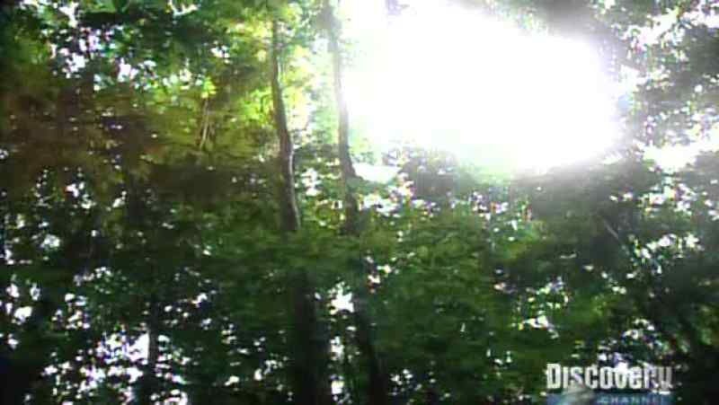 I'm down in this tree 20 meters from the ground