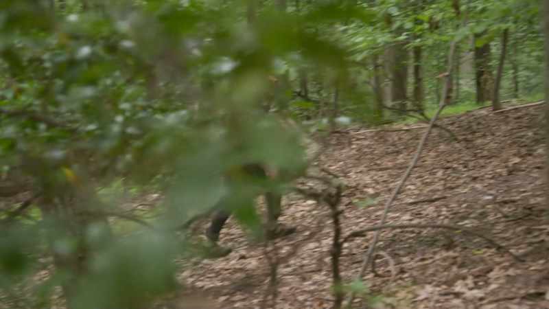 I'm exploring a stretch of woods known as Duffy's Cut