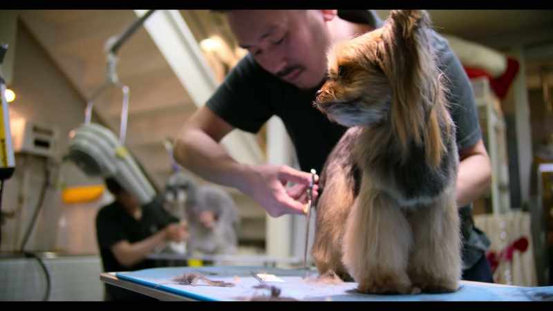 I'm going to America to enter in a grooming contest