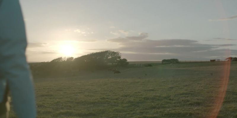 I'm going to go and see if I can make friends with these cows