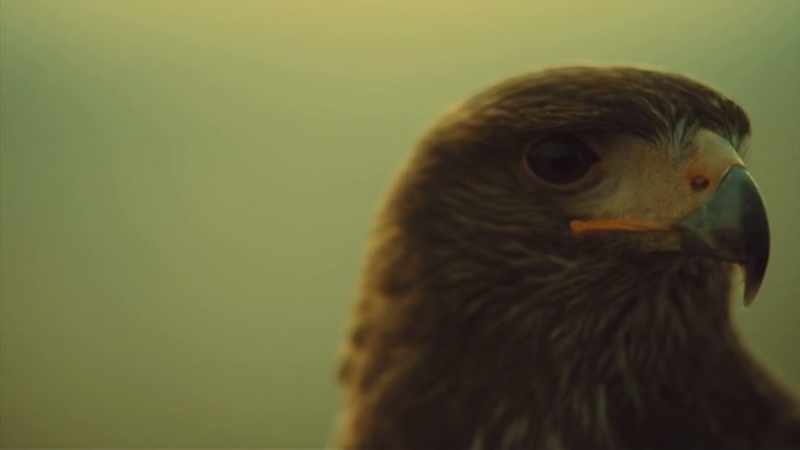 'I'm going to read you a poem about a hawk