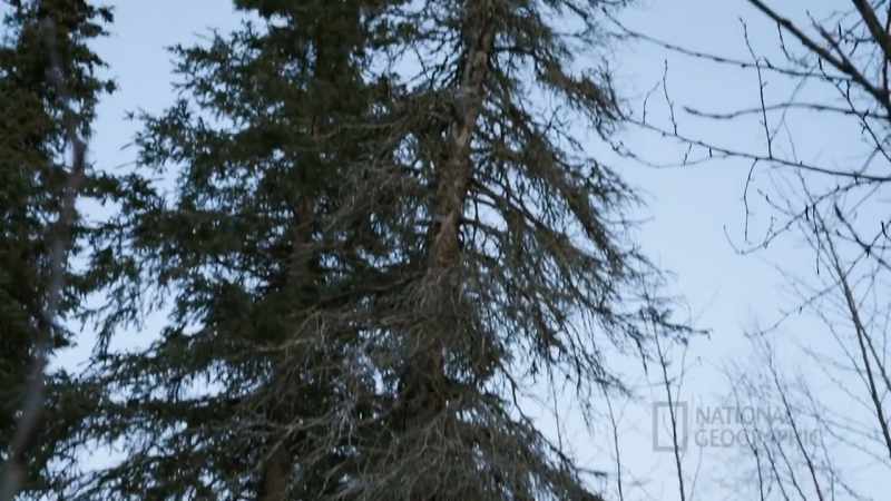 I'm gonna cut this tree down for firewood