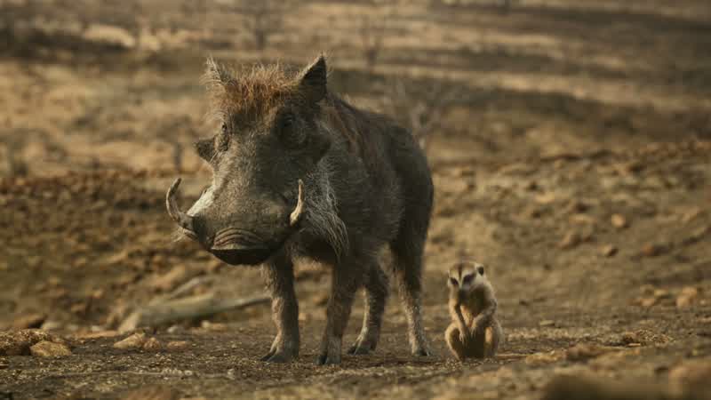 I'm happy to admit when Pumbaa's wrong