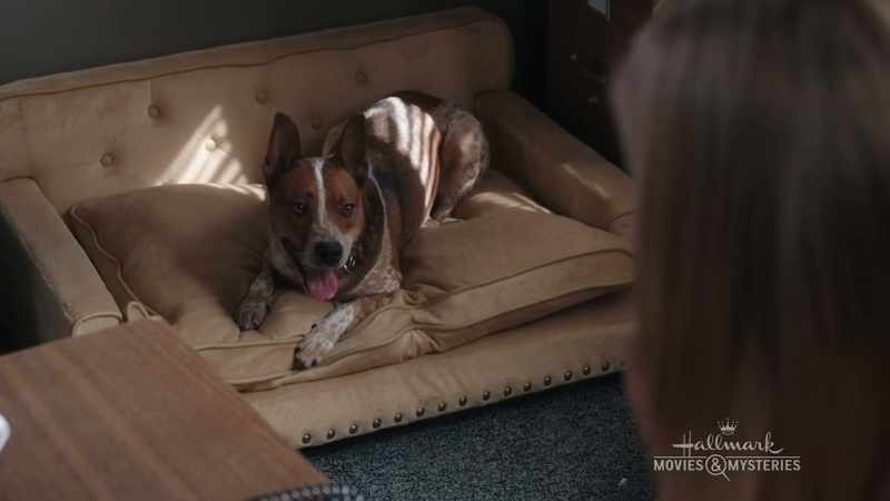 I'm looking to have my dog groomed