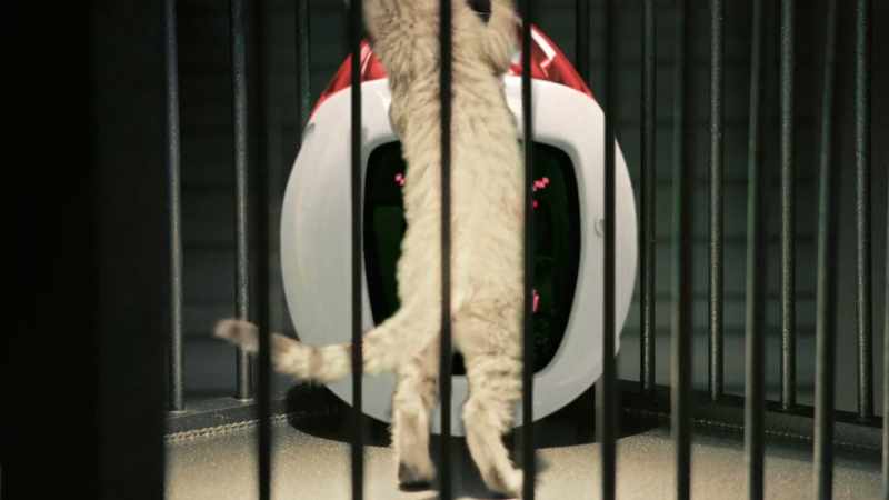 I'm not a cat toy, you know? - [meowing]