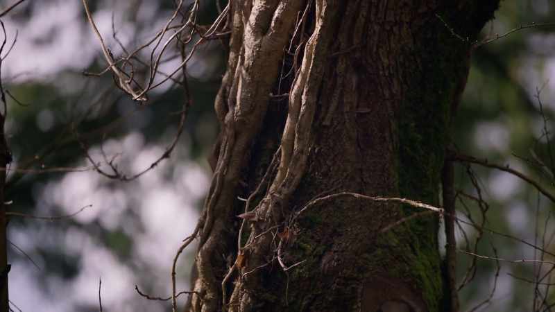 I'm obsessed with the tree being strangled to death