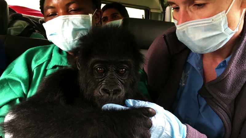 I'm particularly interested in working with gorillas