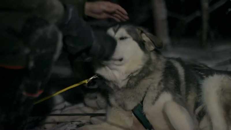 I'm really impressed with these crazy malamutes