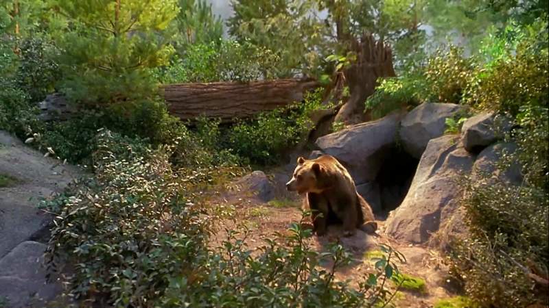 I'm the Alpha bear
