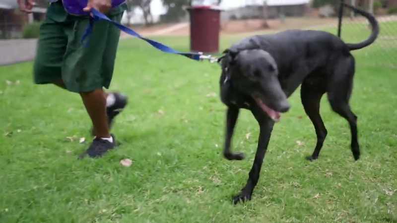 I'm told greyhounds like Bob need basic training