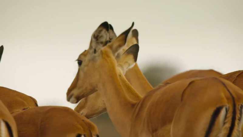 Impala