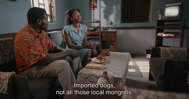 Imported dogs, not all those local mongrels