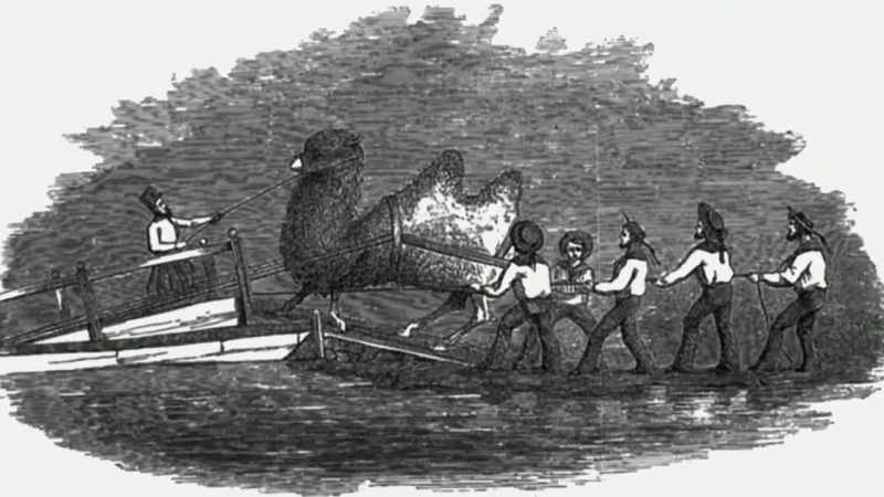 In 1856, the Army imported them from Egypt