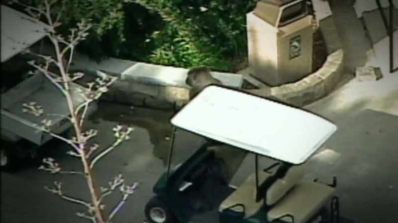 IN 2000, TOURISTS ARE EVACUATED WHEN A GORILLA ESCAPES