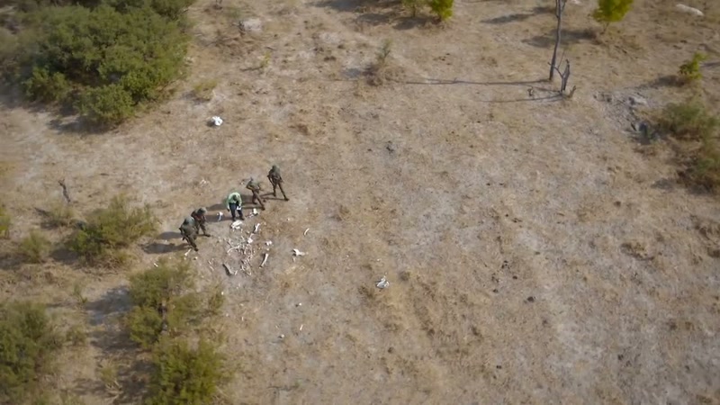 In 2013, over 200 elephants were poisoned