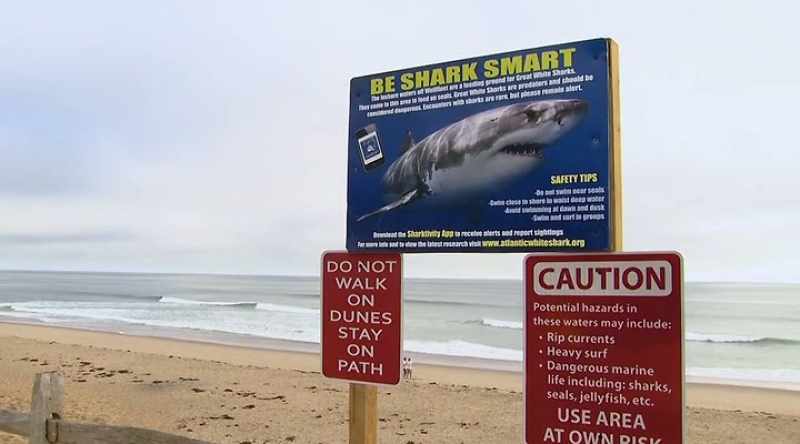 In 2020, sharks kill ten people