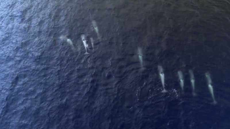 ''In a pod this big, that means all hands on deck.''