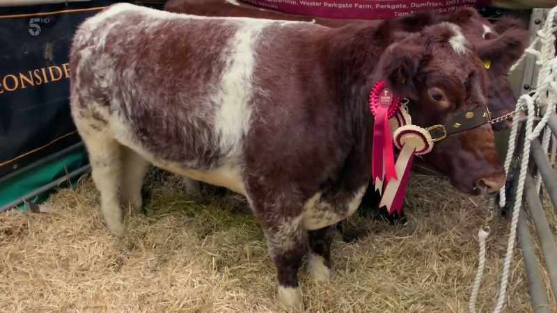 In a roundabout way, you've got yourself a bull