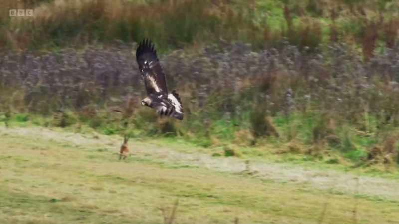 In a straight line, the eagle is faster