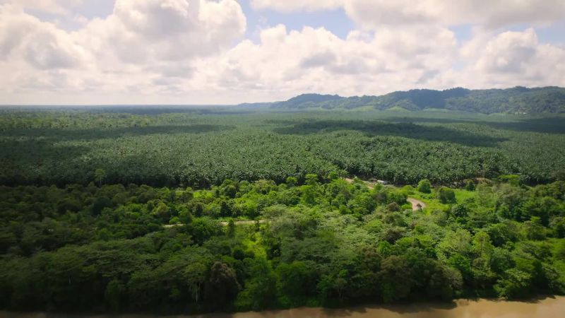 In a strip of forest along the river