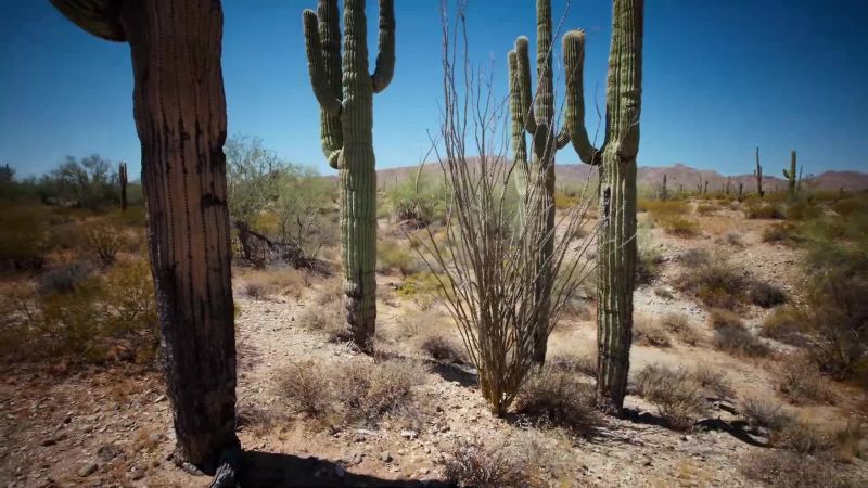 In a summer this severe, the cacti shrink to two thirds their diameter