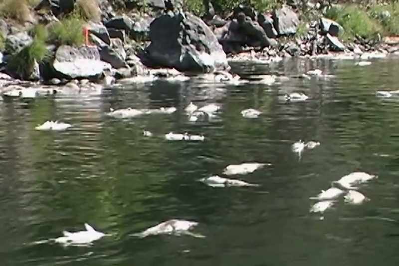 In a wild river, nothing like that happens, right?