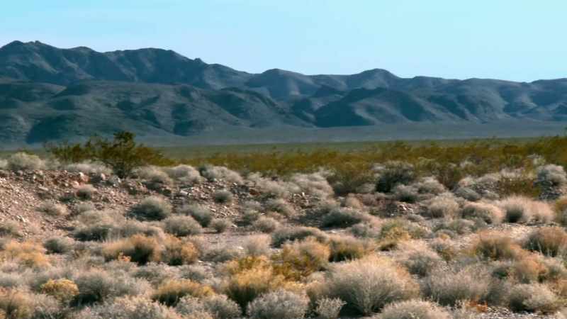 IN ALL THAT DESERT
