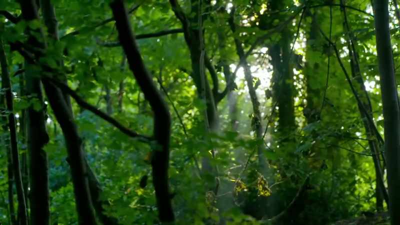 In this ancient Welsh woodland