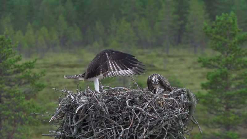 In between meals, the little ones practice stretching their wings
