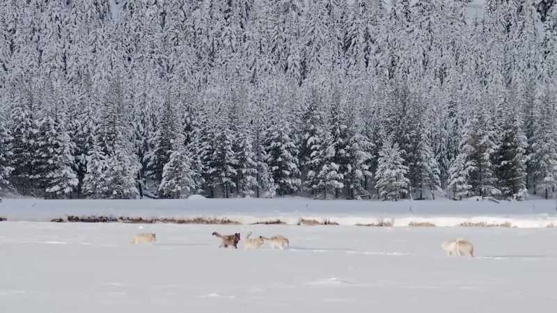 In blacktail, the pack has gained a loyal foot soldier