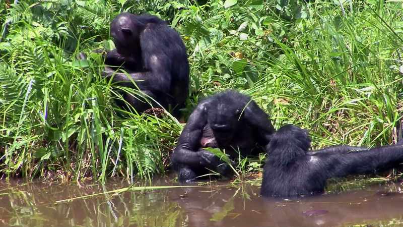 IN BONOBO LAND, IT'S A RICHER, MORE PREDICTABLE RESOURCE