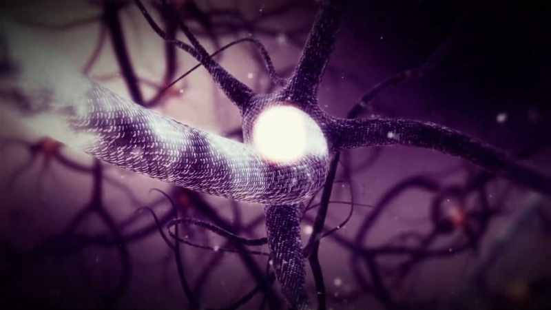 In your brain, you have long neurons