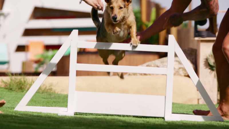 In brief, Katie won the doggy obstacle course challenge