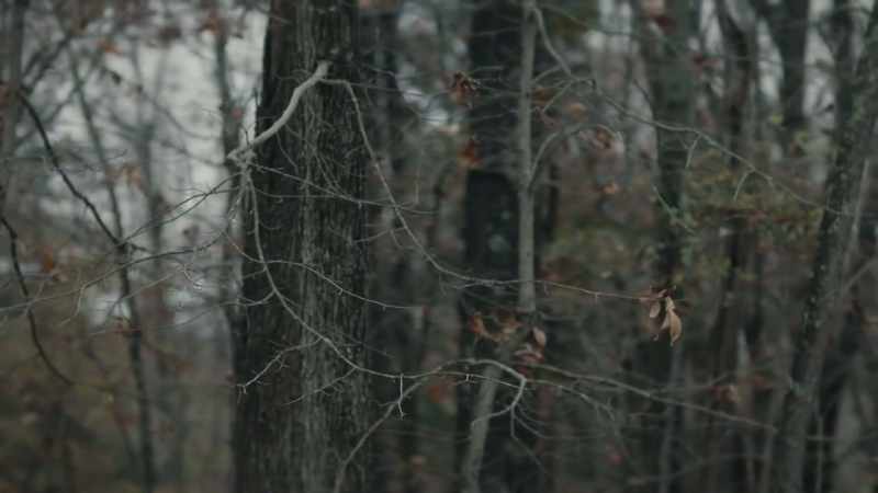 In that choked vine forest