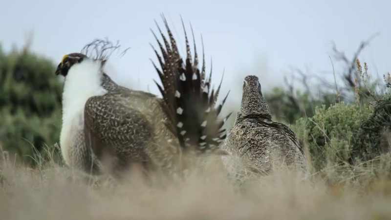 In choosing the showiest males