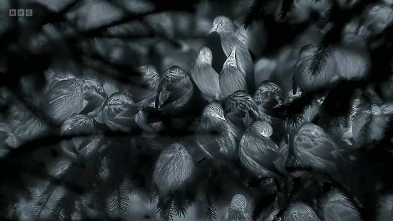 In close-up, it becomes clear