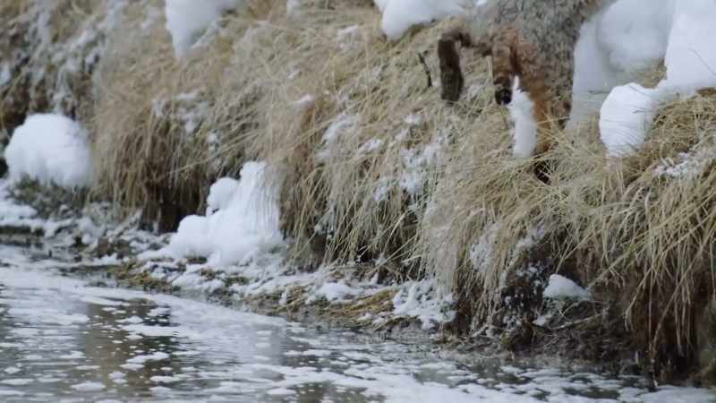In this cold, water is the cat's enemy
