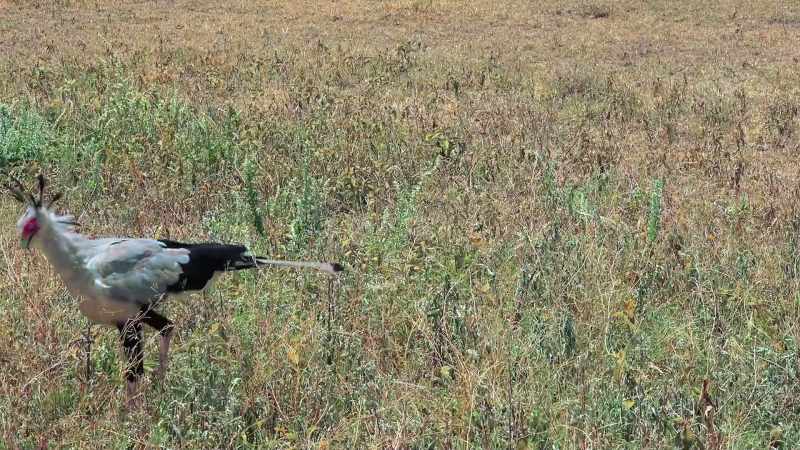 In conclusion, we secretary birds would make terrible secretaries