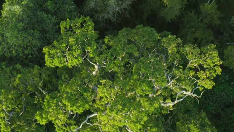 In contrast, our ancient woodlands
