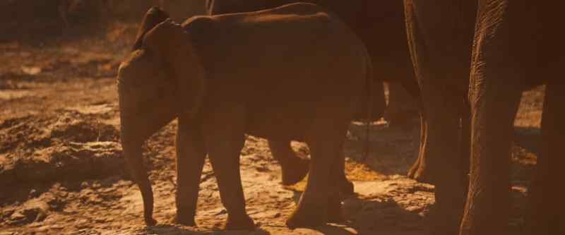 In daylight, adults can usually protect their young